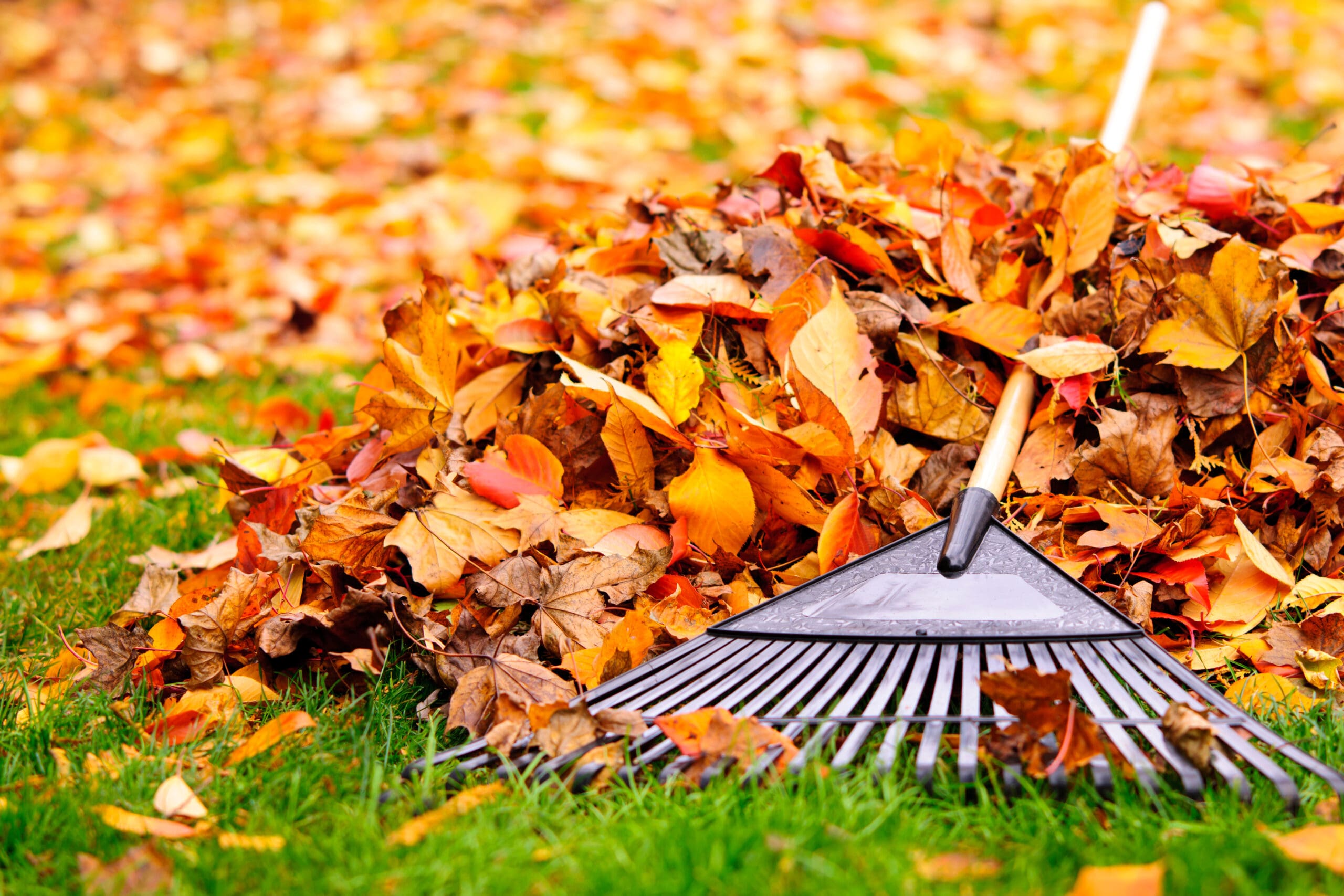 leaf removal hazelwood mo